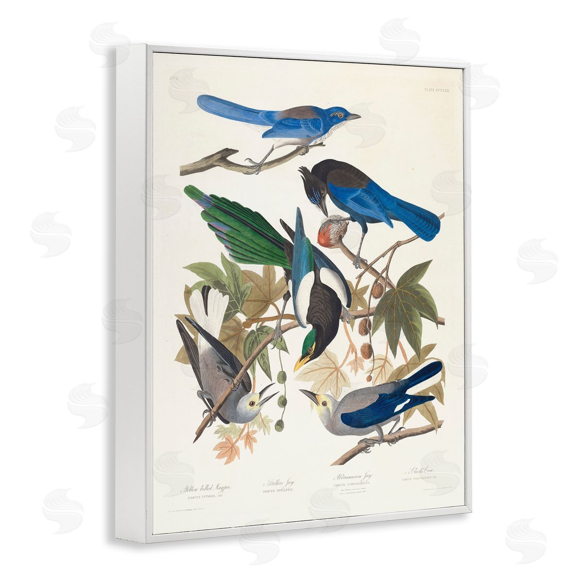 one1000paintings Classic Yellow Billed Magpie White Framed Giclee Wall Art Print