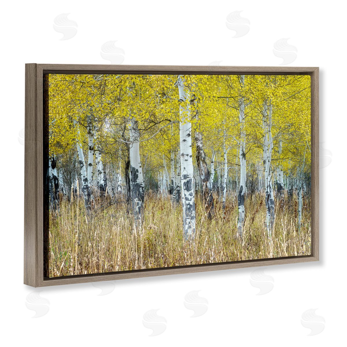 Rick Berk Dense Birch Trees Brown Floating Frame Canvas Wall Art Print