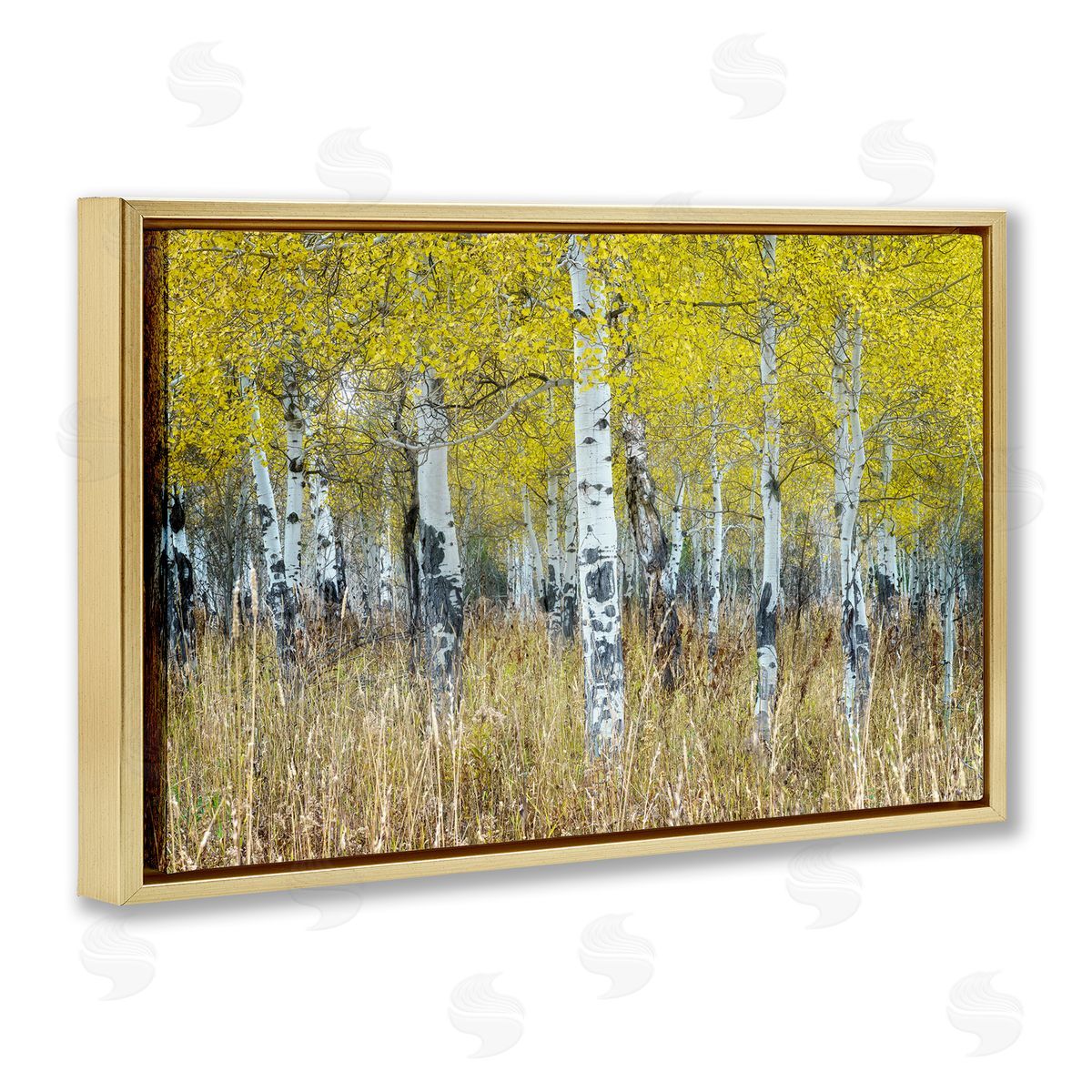Rick Berk Dense Birch Trees Gold Floating Frame Canvas Wall Art Print