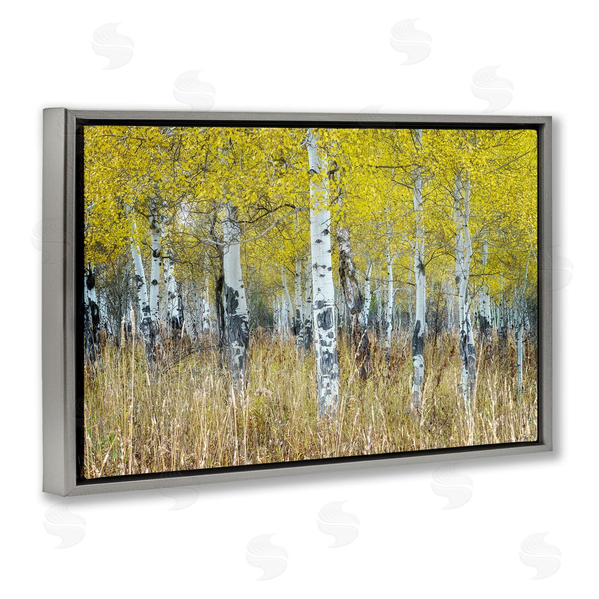 Rick Berk Dense Birch Trees Gray Floating Frame Canvas Wall Art Print