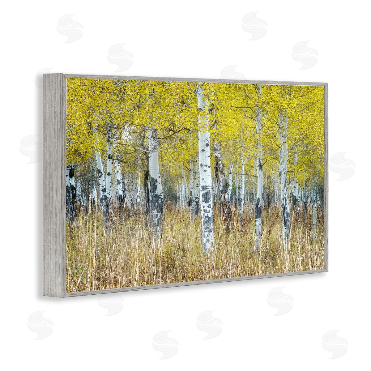 Rick Berk Dense Birch Trees Gray Framed Giclee Wall Art Print