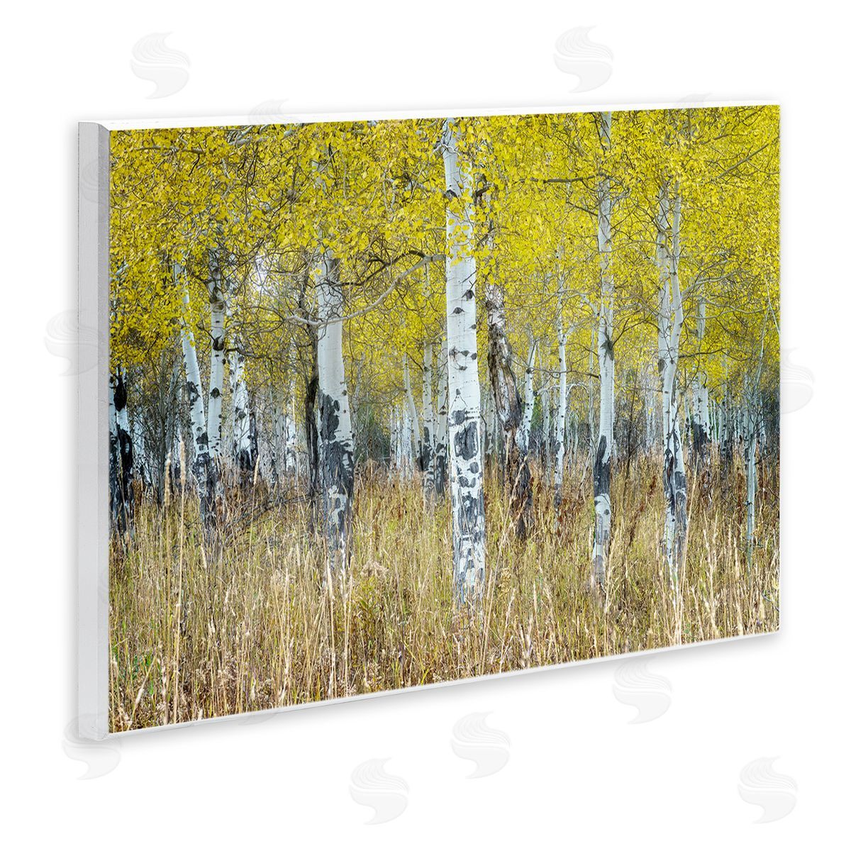 Rick Berk Dense Birch Trees Wooden Wall Plaque Art Print