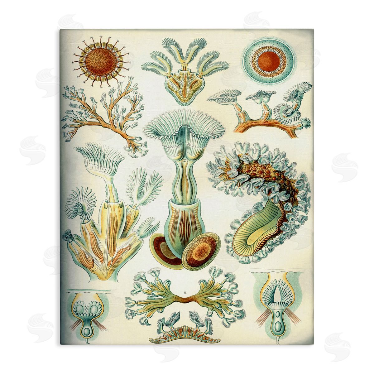 Vintage Haeckel Sea Life Canvas Wall Art, Home Decor by Graffi*tee Studios
