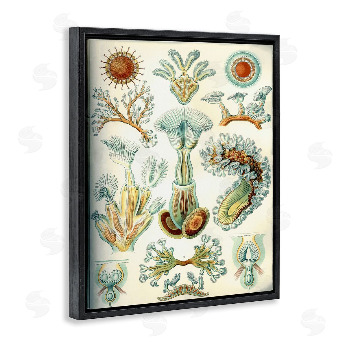 Vintage Haeckel Sea Life Black Floating Frame Canvas Wall Art, Home Decor by Graffi*tee Studios
