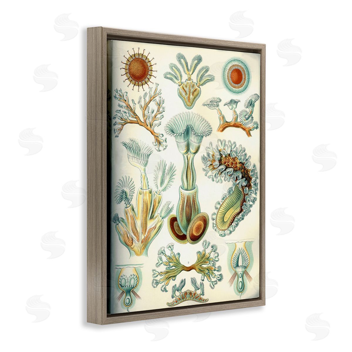 Vintage Haeckel Sea Life Brown Floating Frame Canvas Wall Art, Home Decor by Graffi*tee Studios