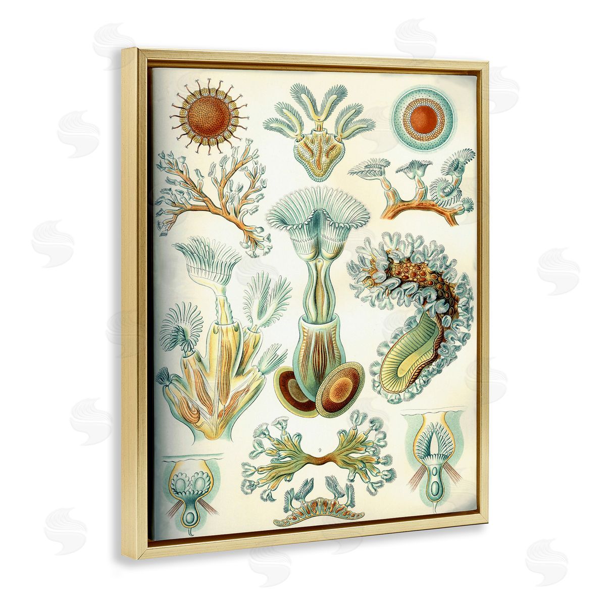 Vintage Haeckel Sea Life Gold Floating Frame Canvas Wall Art, Home Decor by Graffi*tee Studios