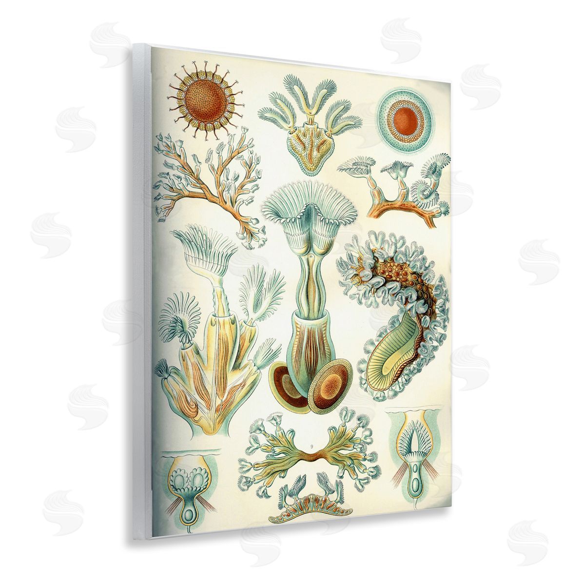 Vintage Haeckel Sea Life Wood Plaque Wall Art, Home Decor by Graffi*tee Studios
