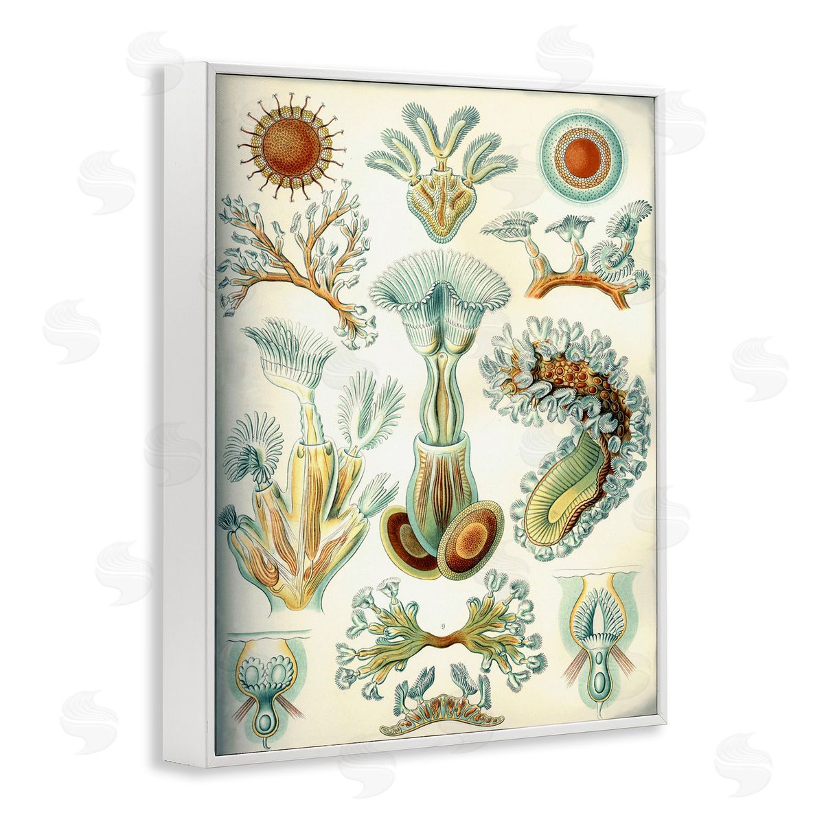Vintage Haeckel Sea Life White Frame Print Wall Art, Home Decor by Graffi*tee Studios