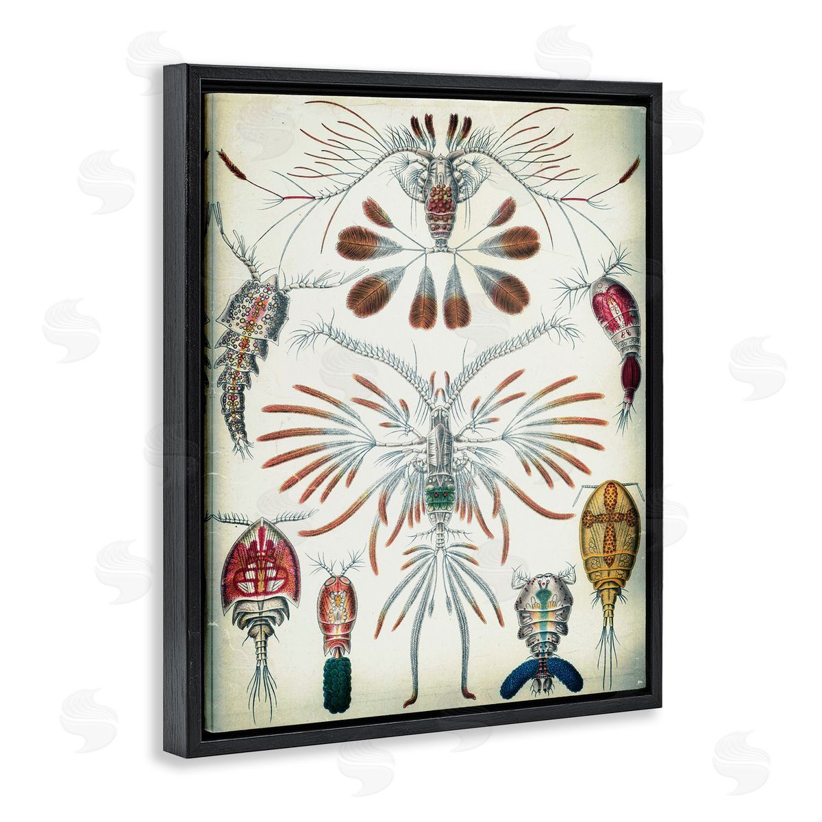 Vintage Crustacean Diagram Black Floating Frame Canvas Wall Art, Home Decor by Graffi*tee Studios