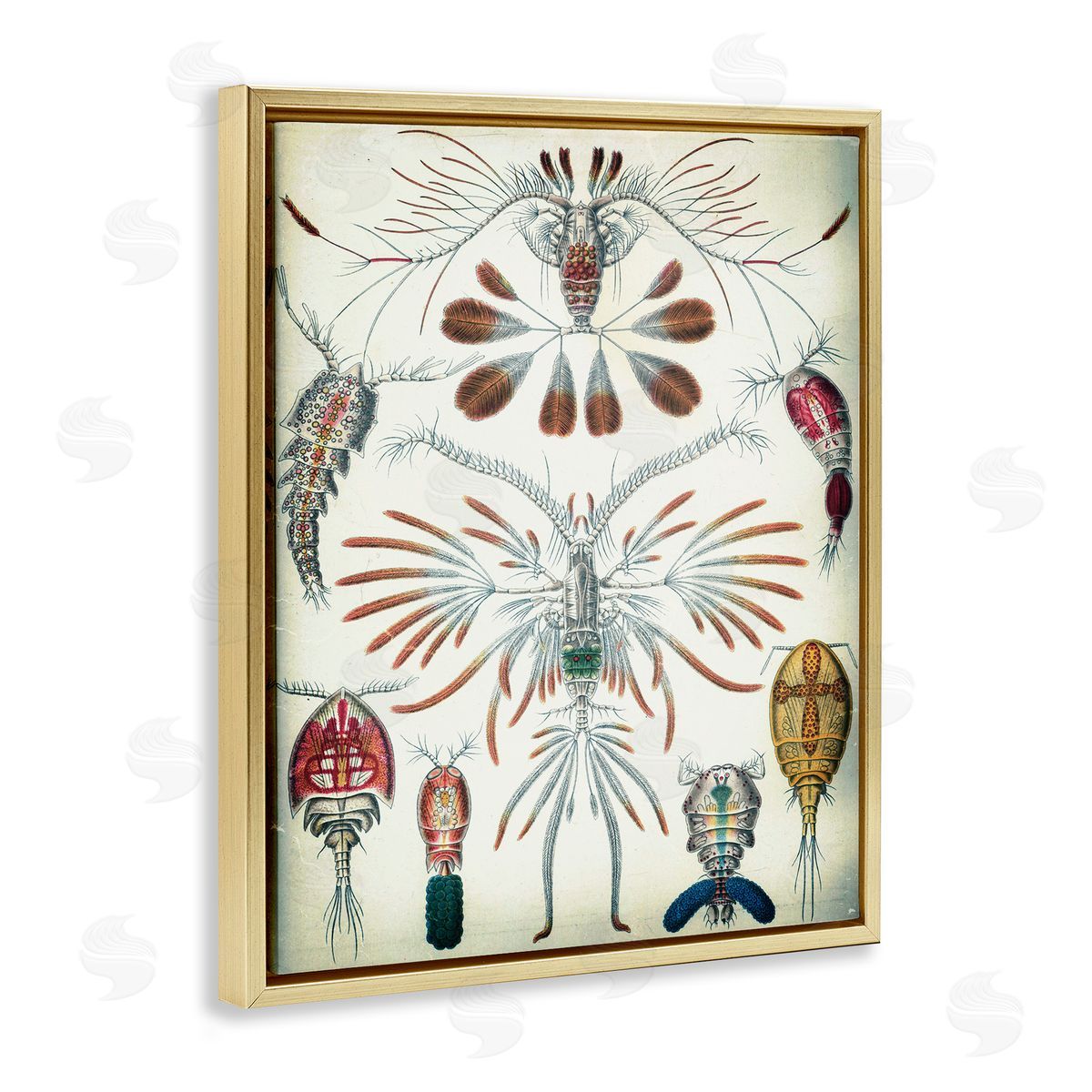 Vintage Crustacean Diagram Gold Floating Frame Canvas Wall Art, Home Decor by Graffi*tee Studios