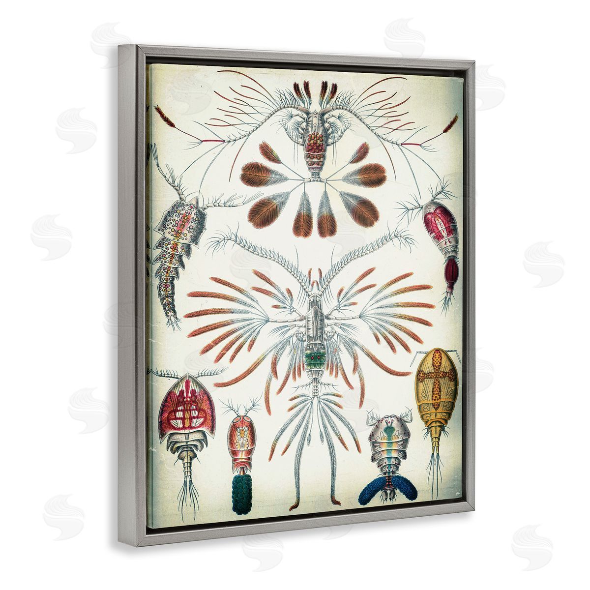 Vintage Crustacean Diagram Grey Floating Frame Canvas Wall Art, Home Decor by Graffi*tee Studios