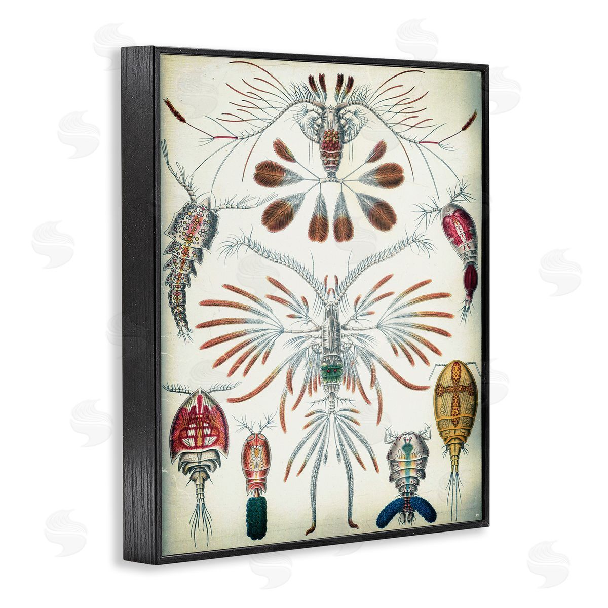 Vintage Crustacean Diagram Black Frame Print Wall Art, Home Decor by Graffi*tee Studios