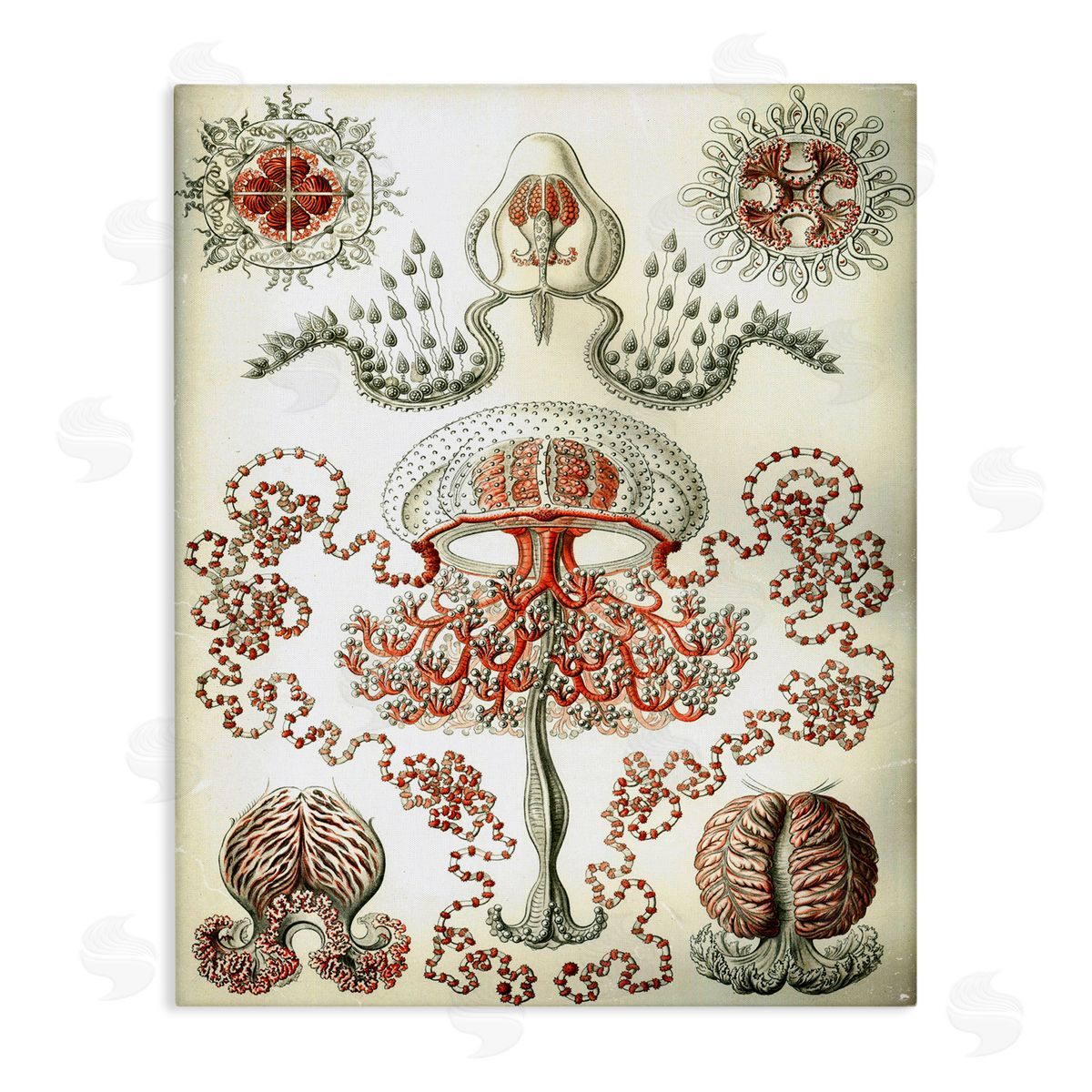 Classic Haeckel Diagram Canvas Wall Art, Home Decor by Graffi*tee Studios