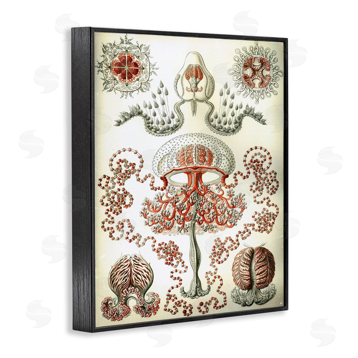 Classic Haeckel Diagram Black Frame Print Wall Art, Home Decor by Graffi*tee Studios
