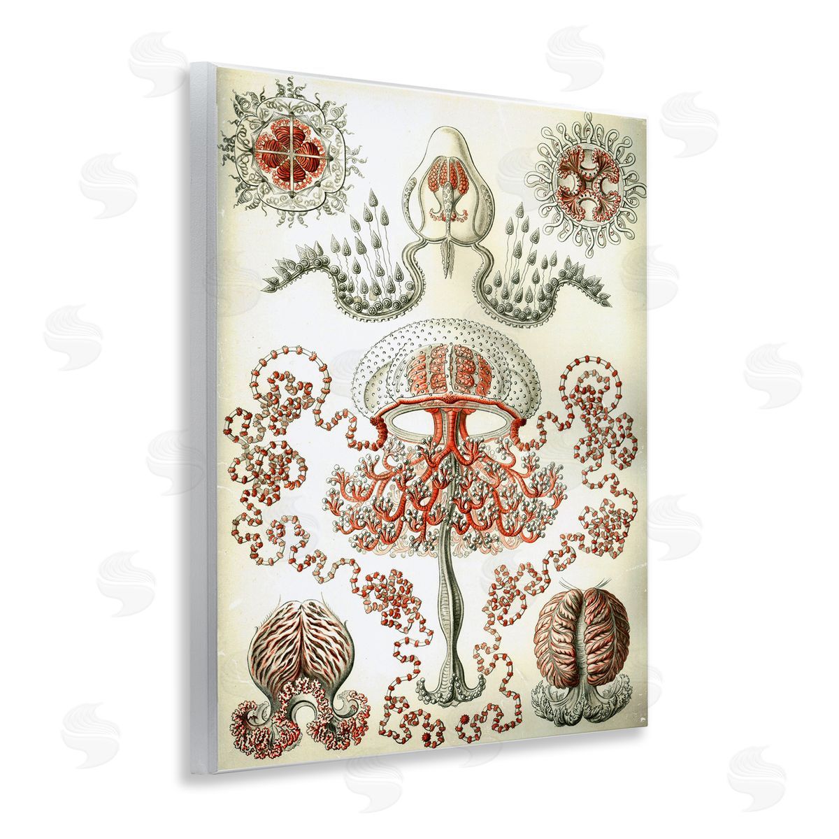 Classic Haeckel Diagram Wood Plaque Wall Art, Home Decor by Graffi*tee Studios
