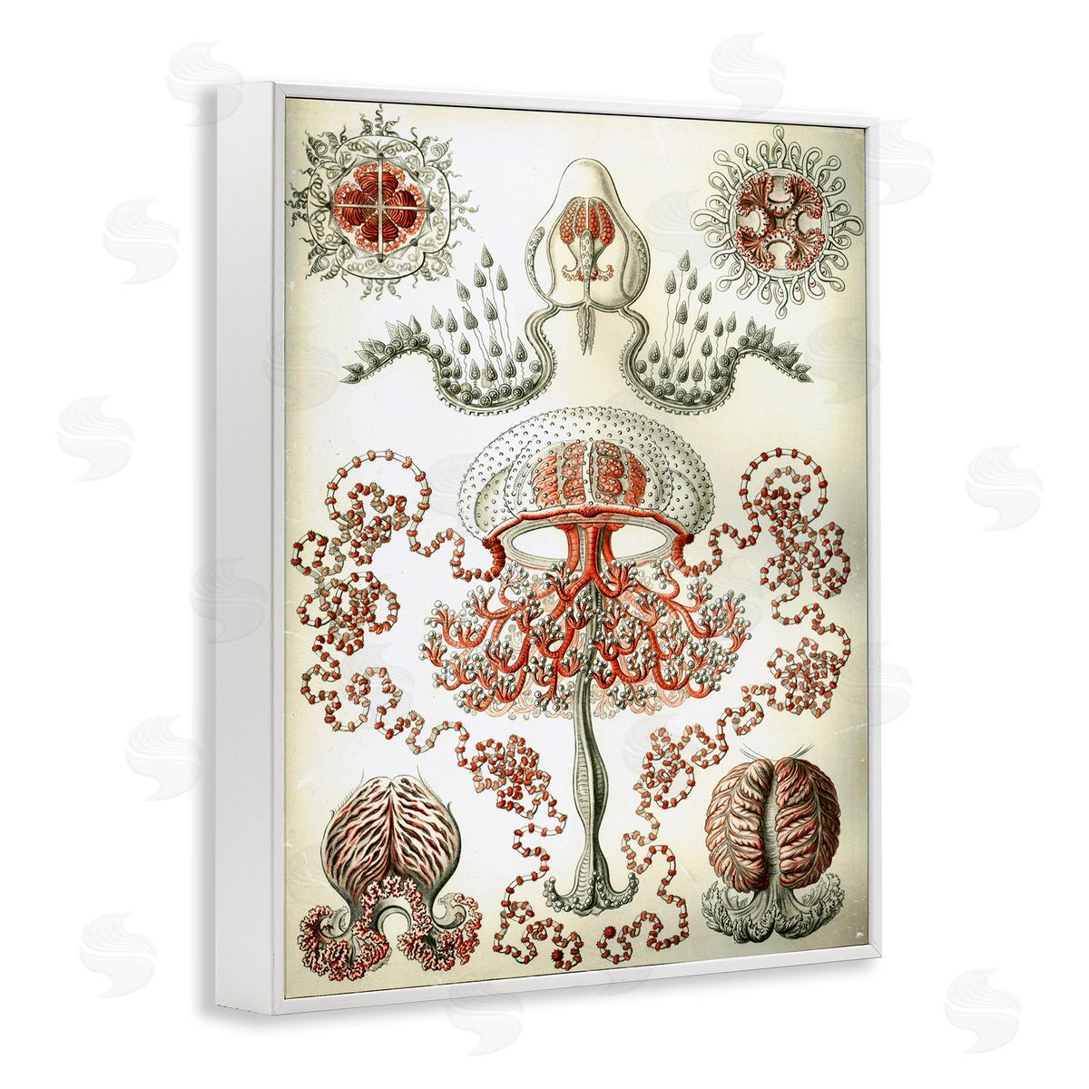 Classic Haeckel Diagram White Frame Print Wall Art, Home Decor by Graffi*tee Studios