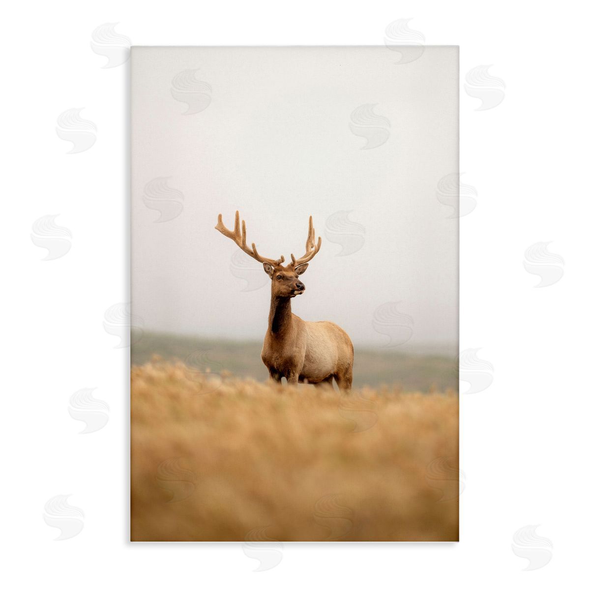 Stoic Tule Elk Canvas Wall Art, Home Decor by Crystal Lynn Collins