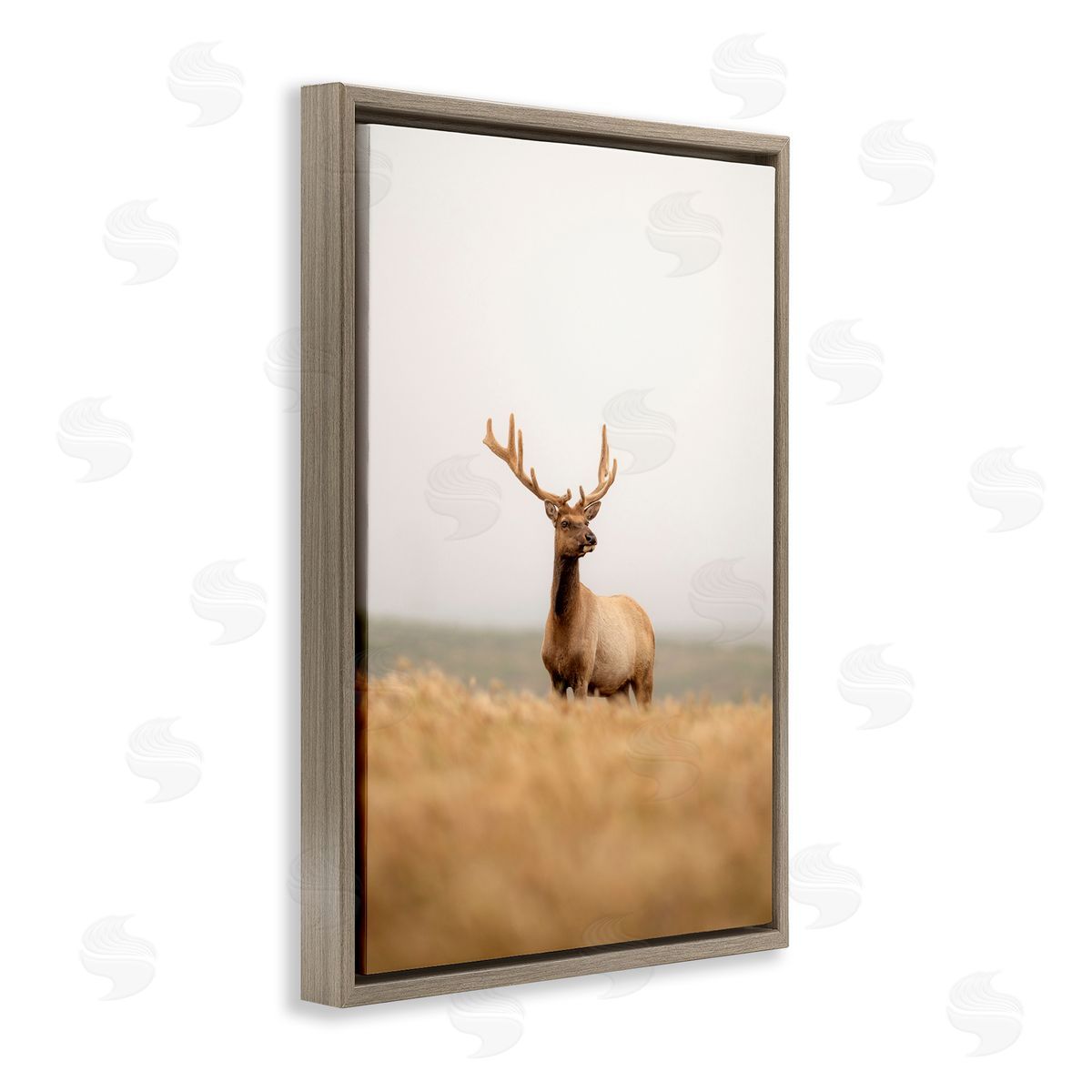 Stoic Tule Elk Brown Floating Frame Canvas Wall Art, Home Decor by Crystal Lynn Collins