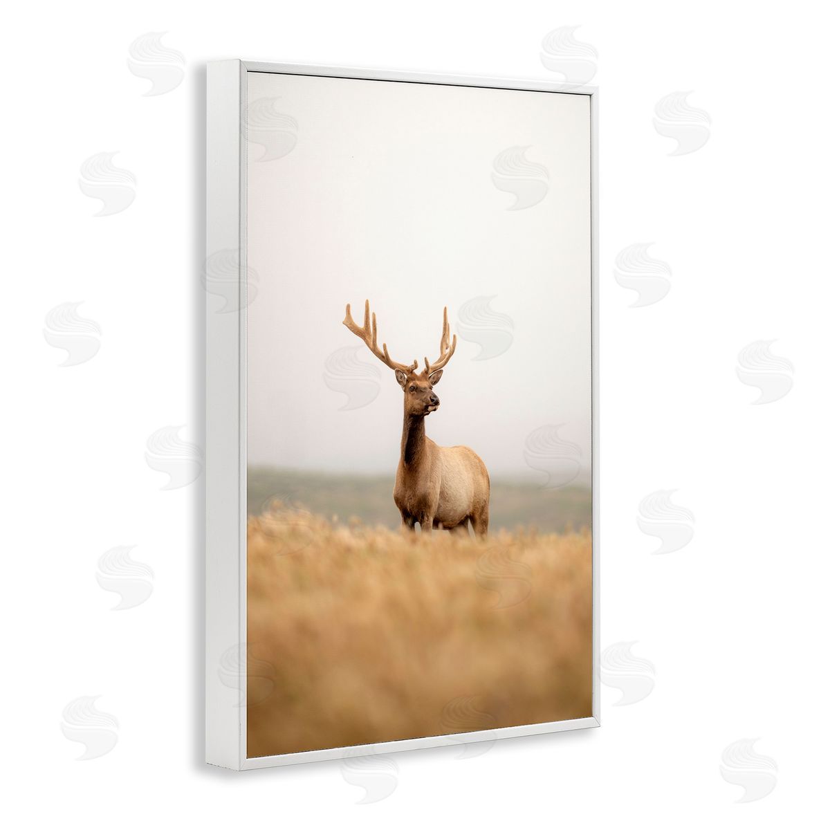 Stoic Tule Elk White Frame Print Wall Art, Home Decor by Crystal Lynn Collins