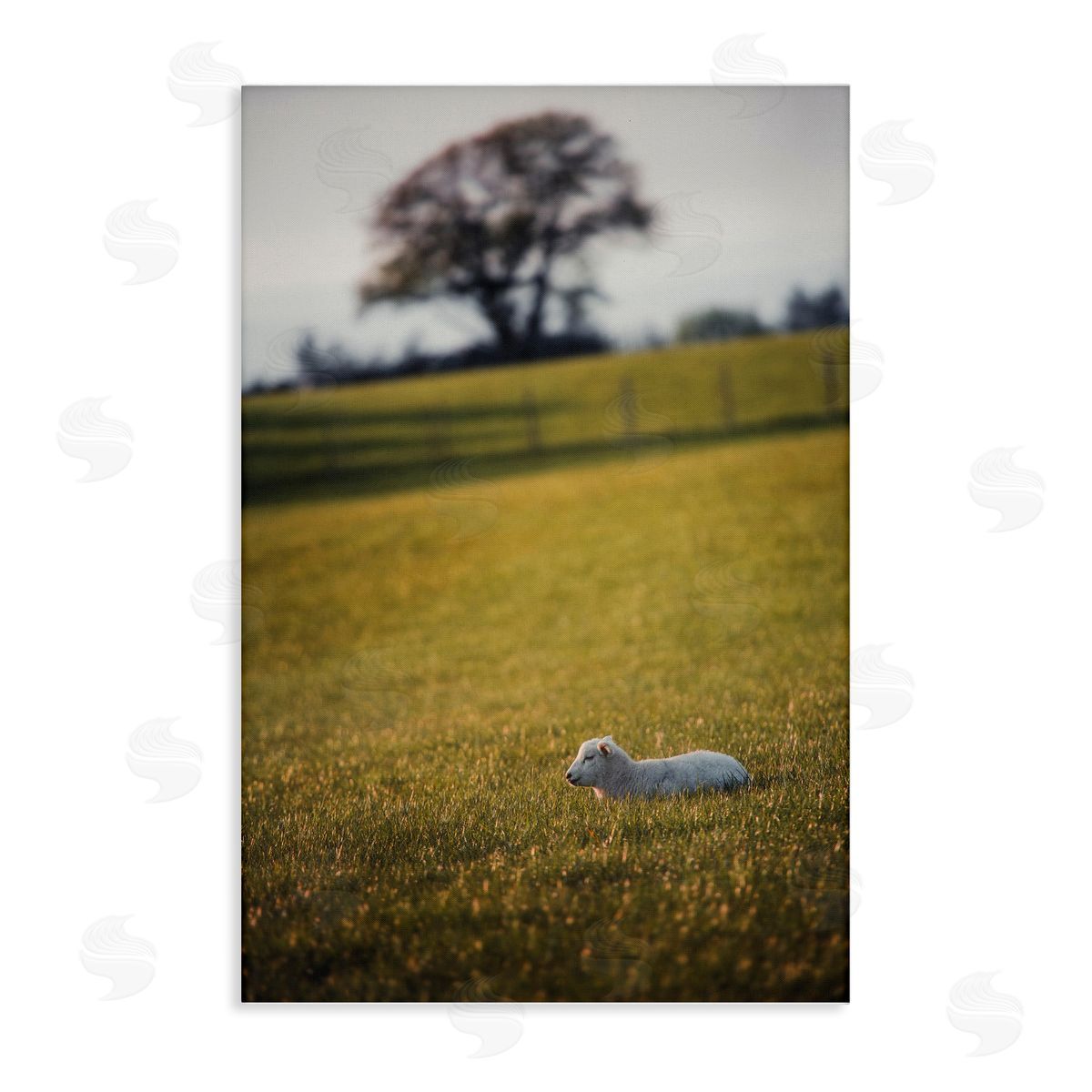Lamb in Lush Farmland Canvas Wall Art, Home Decor by Thomas Tepstad Berge