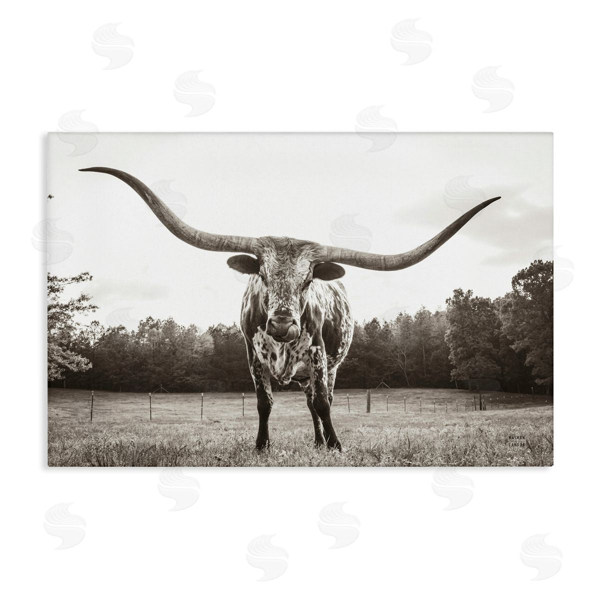 Longhorn Licking Lips Canvas Wall Art, Home Decor by Nathan Larson