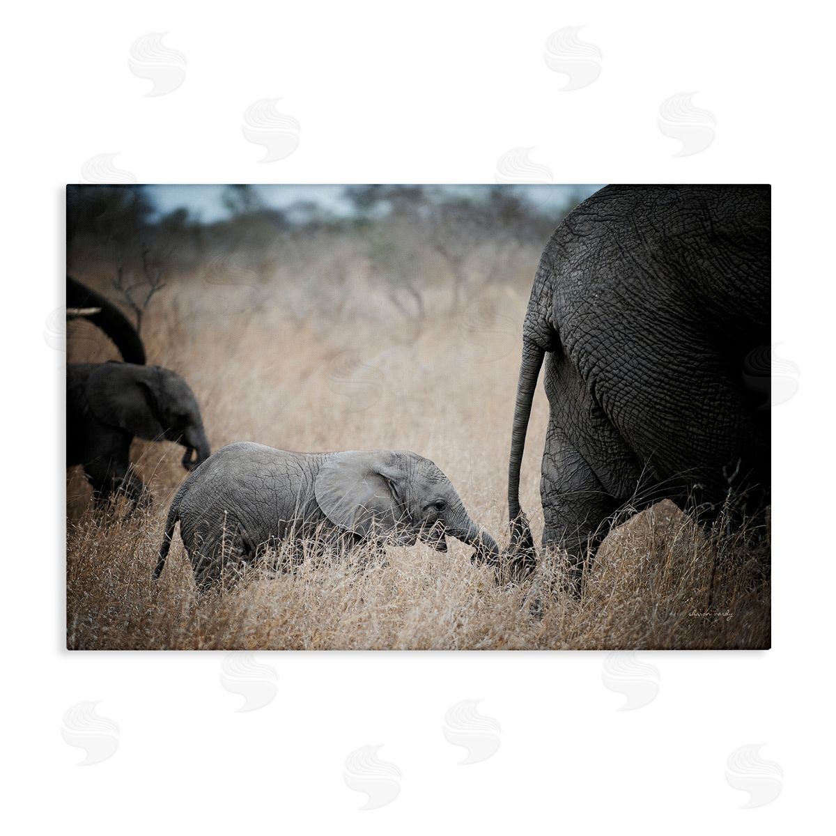 Baby Elephant Strolling Canvas Wall Art, Home Decor by Sharon Vardy
