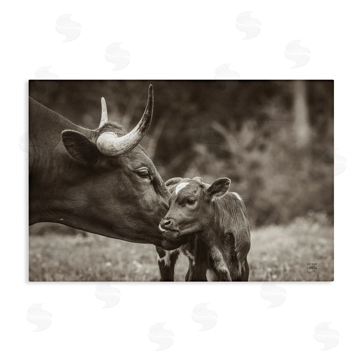 Longhorn Kiss Photography Canvas Wall Art, Home Decor by Nathan Larson
