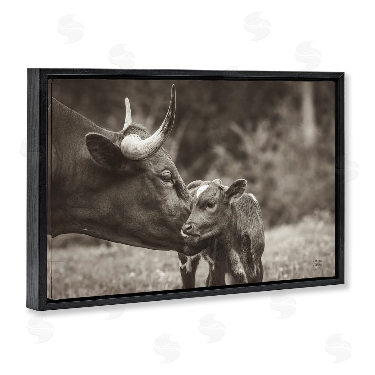 Longhorn Kiss Photography Black Floating Frame Canvas Wall Art, Home Decor by Nathan Larson