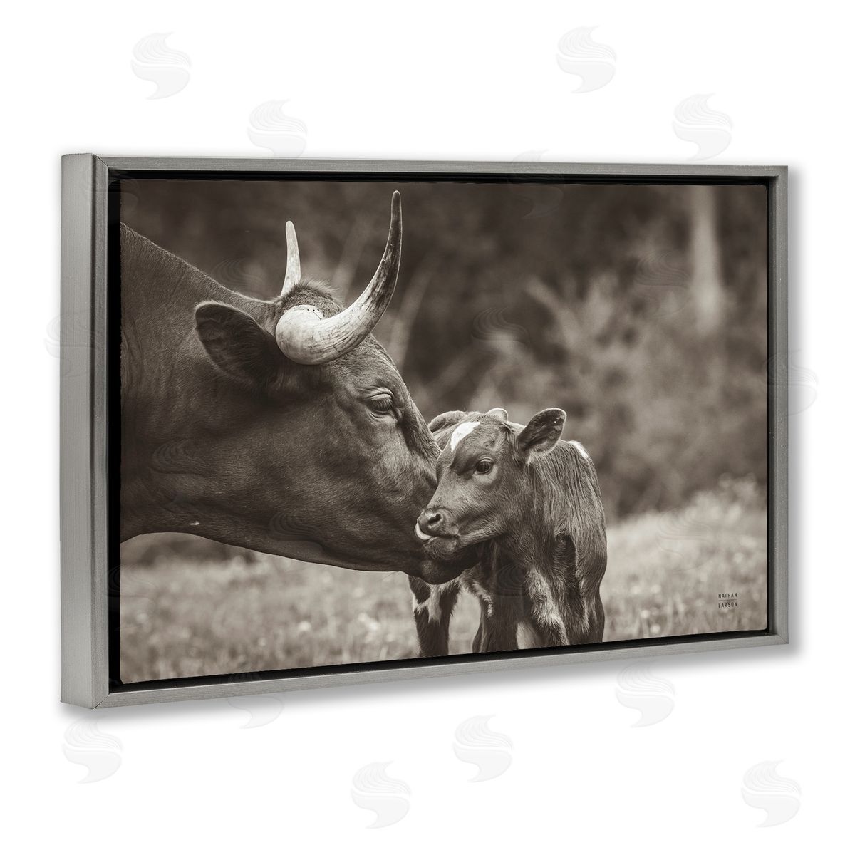 Longhorn Kiss Photography Grey Floating Frame Canvas Wall Art, Home Decor by Nathan Larson