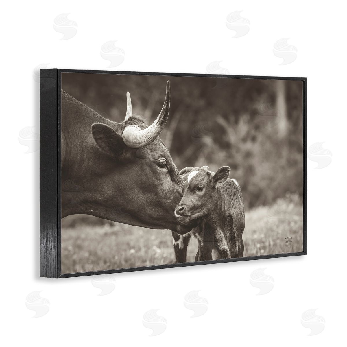 Longhorn Kiss Photography Black Frame Print Wall Art, Home Decor by Nathan Larson