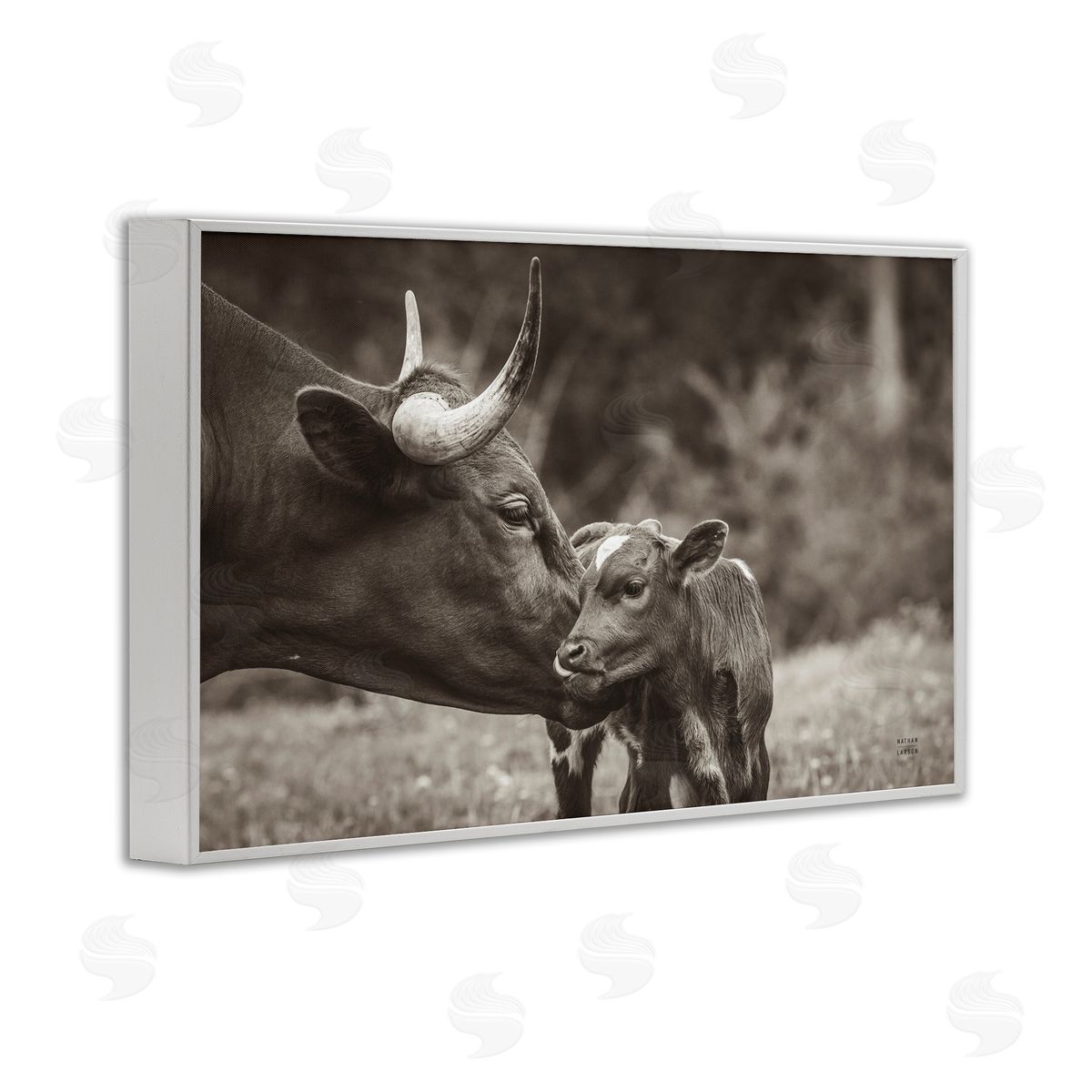 Longhorn Kiss Photography White Frame Print Wall Art, Home Decor by Nathan Larson