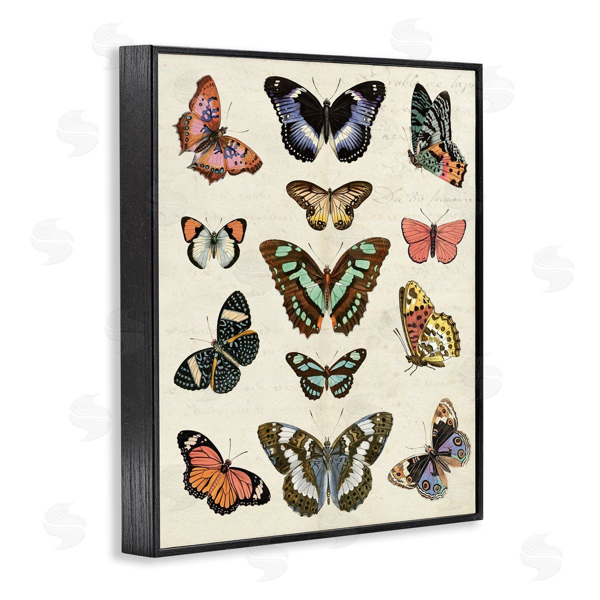 Vintage Butterfly Breeds Black Frame Print Wall Art, Home Decor by Susan Arnot