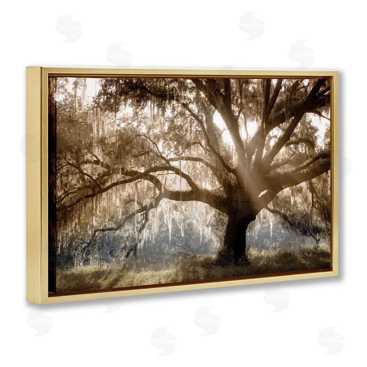 Sun Streak Through Tree Gold Floating Frame Canvas Wall Art, Home Decor by Danita Delimont