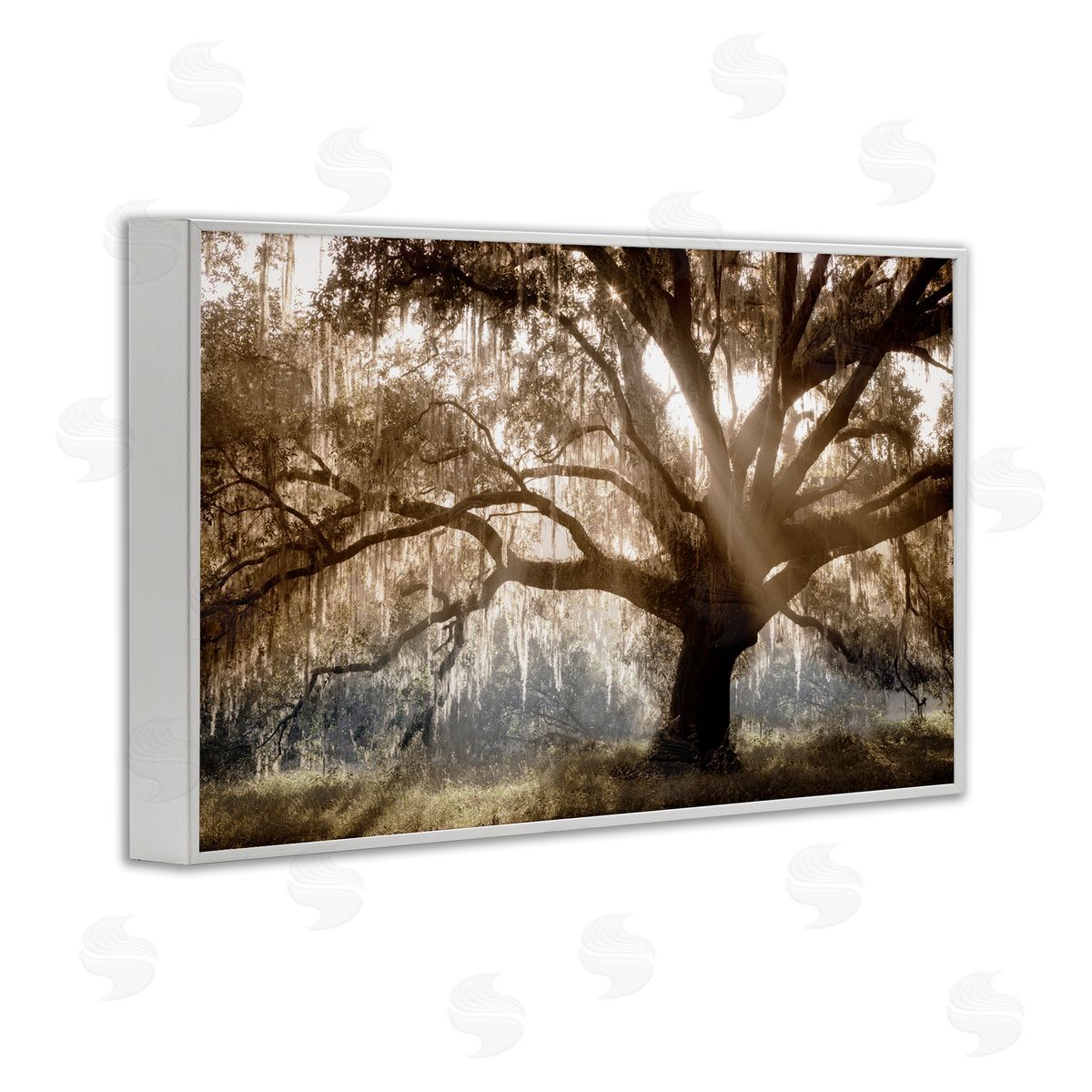 Sun Streak Through Tree White Frame Print Wall Art, Home Decor by Danita Delimont