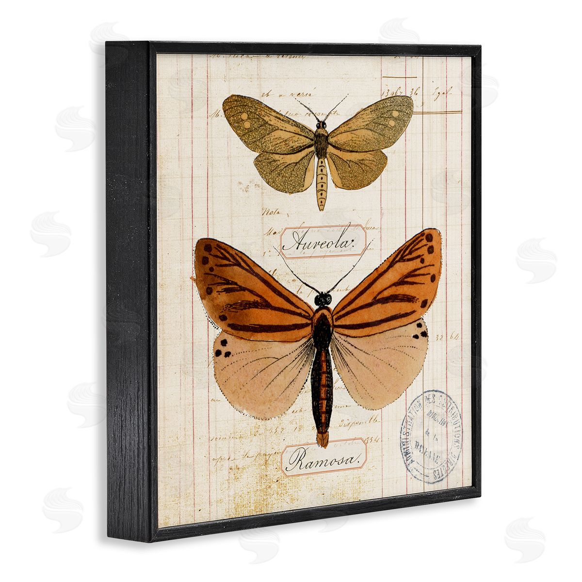 Butterfly Latin Studies Black Frame Print Wall Art, Home Decor by Susan Arnot
