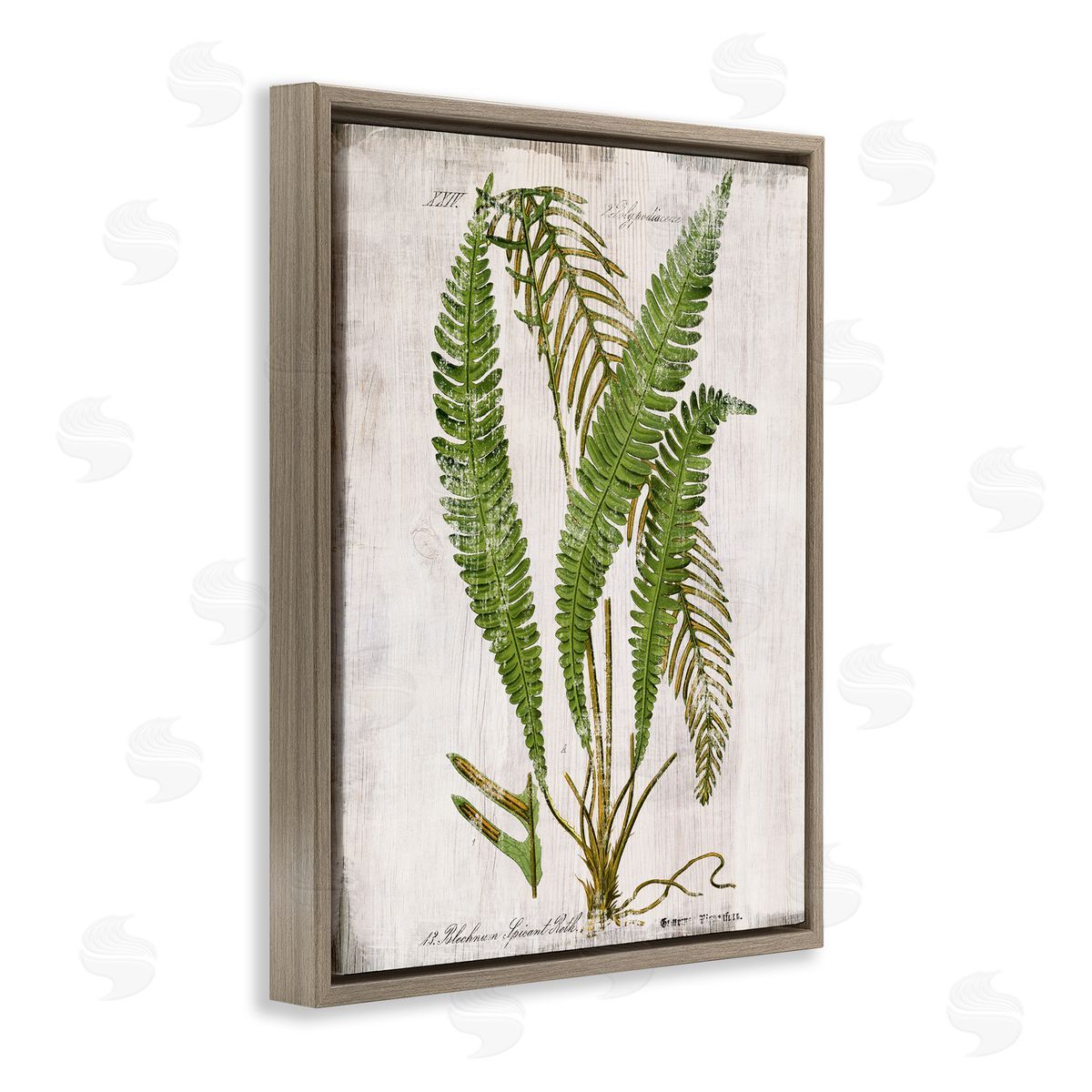 Thin Fern Leaves Study Brown Floating Frame Canvas Wall Art, Home Decor by Susan Arnot