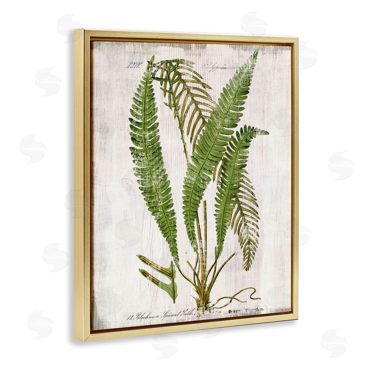 Thin Fern Leaves Study Gold Floating Frame Canvas Wall Art, Home Decor by Susan Arnot