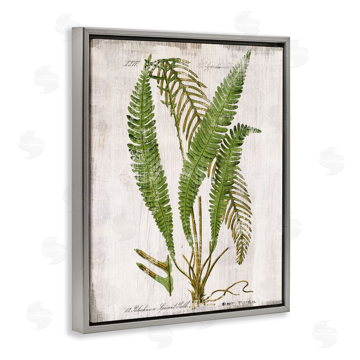 Thin Fern Leaves Study Grey Floating Frame Canvas Wall Art, Home Decor by Susan Arnot