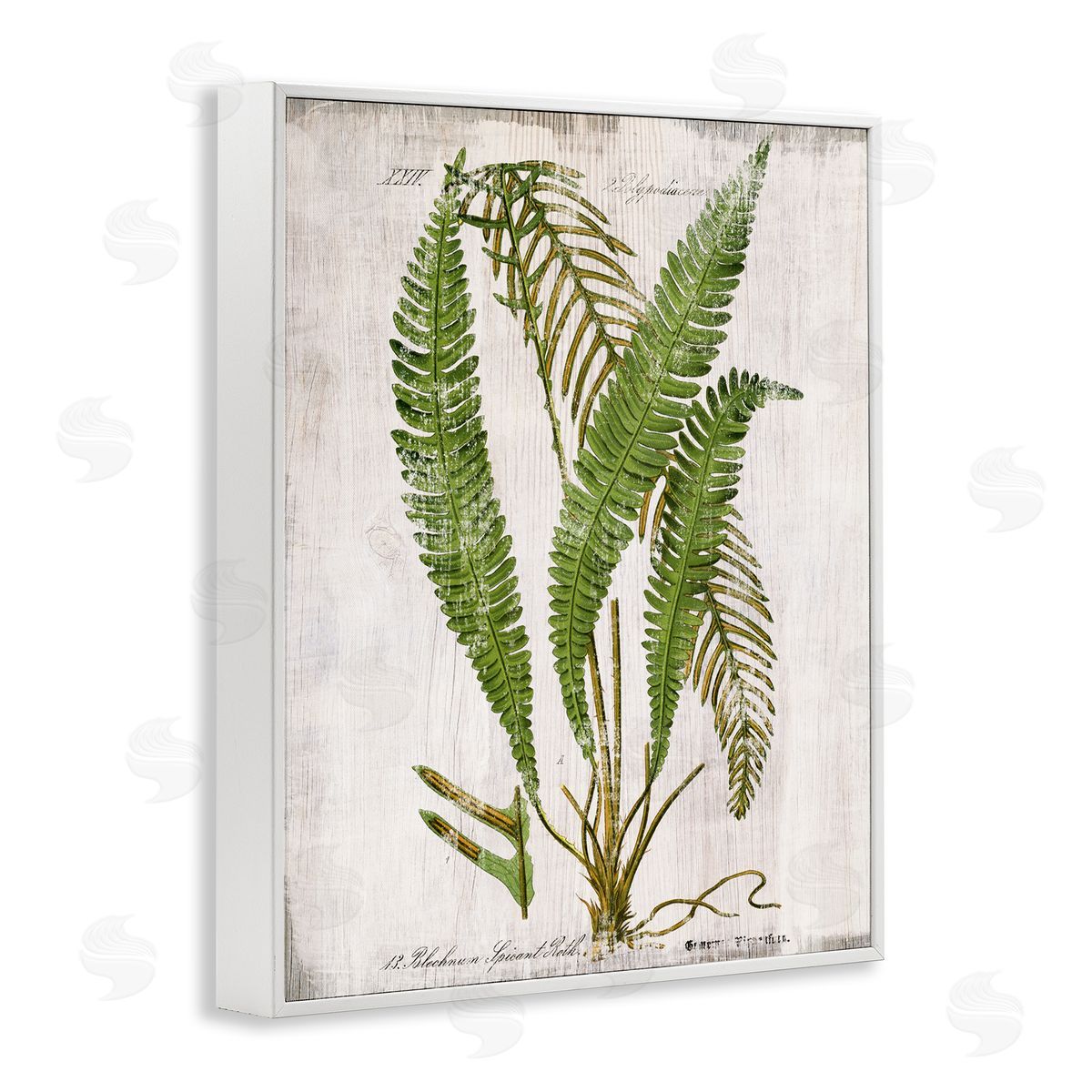 Thin Fern Leaves Study White Frame Print Wall Art, Home Decor by Susan Arnot