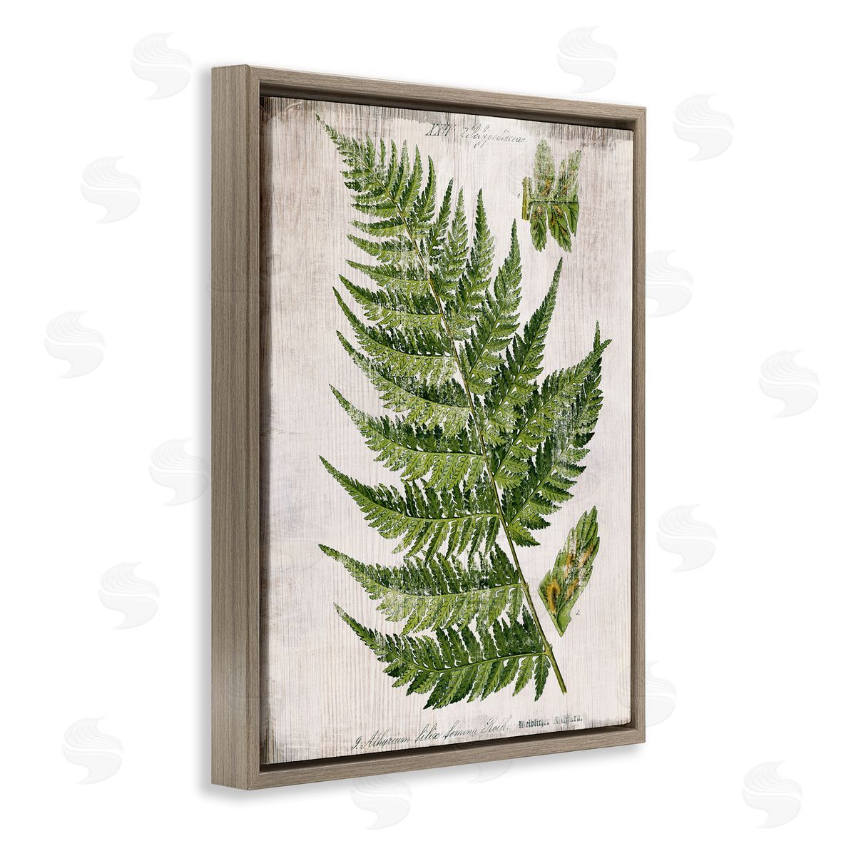 Distressed Fern Leaf Brown Floating Frame Canvas Wall Art, Home Decor by Susan Arnot