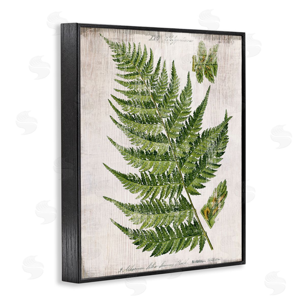 Distressed Fern Leaf Black Frame Print Wall Art, Home Decor by Susan Arnot