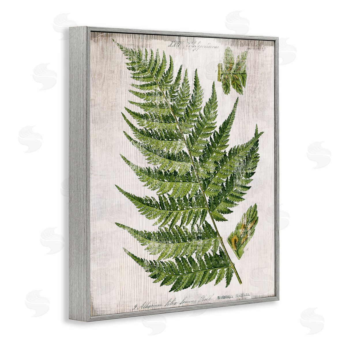 Distressed Fern Leaf Grey Frame Print Wall Art, Home Decor by Susan Arnot