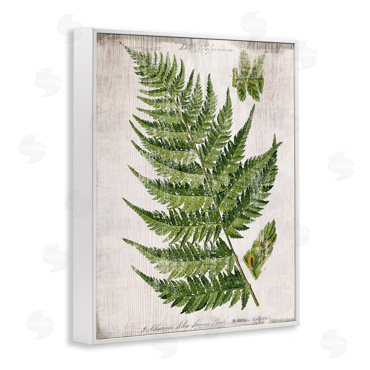 Distressed Fern Leaf White Frame Print Wall Art, Home Decor by Susan Arnot