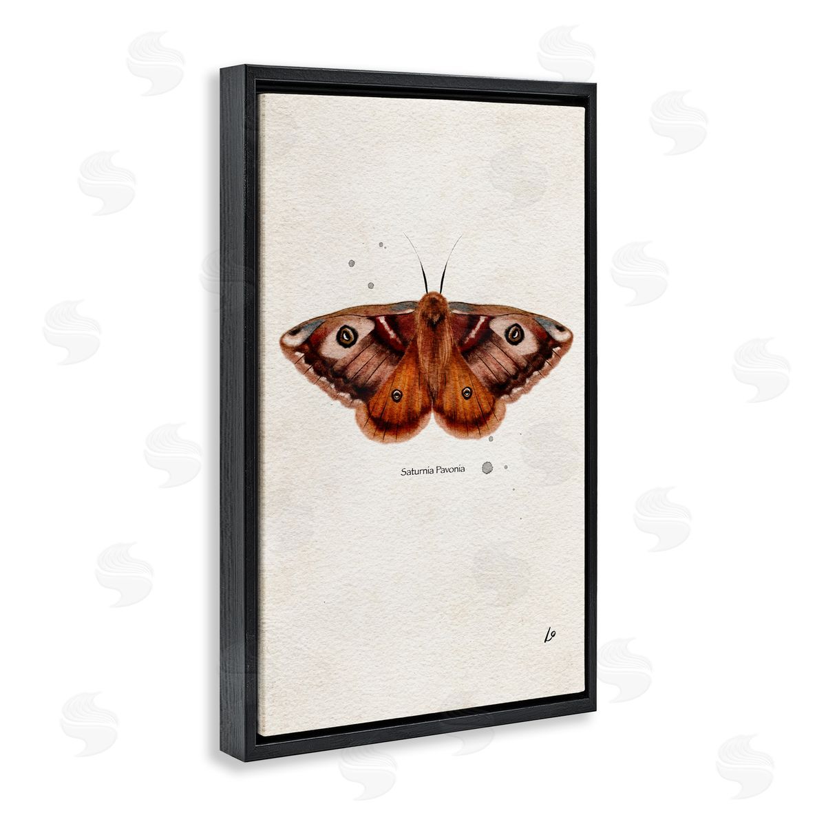 Scientific Orange Moth Black Floating Frame Canvas Wall Art, Home Decor by Lydia Orange