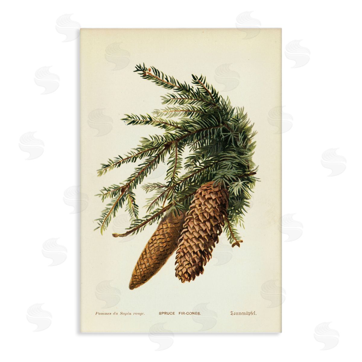 Spruce & Fir Cones Canvas Wall Art, Home Decor by Tina Higgins Designs, Inc.