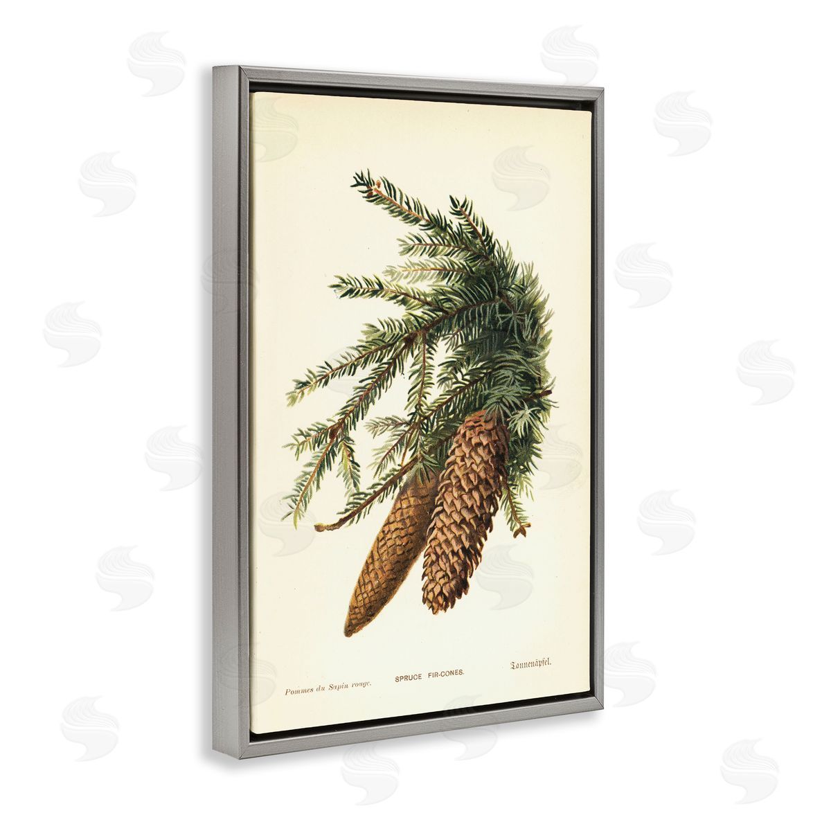 Spruce & Fir Cones Grey Floating Frame Canvas Wall Art, Home Decor by Tina Higgins Designs, Inc.