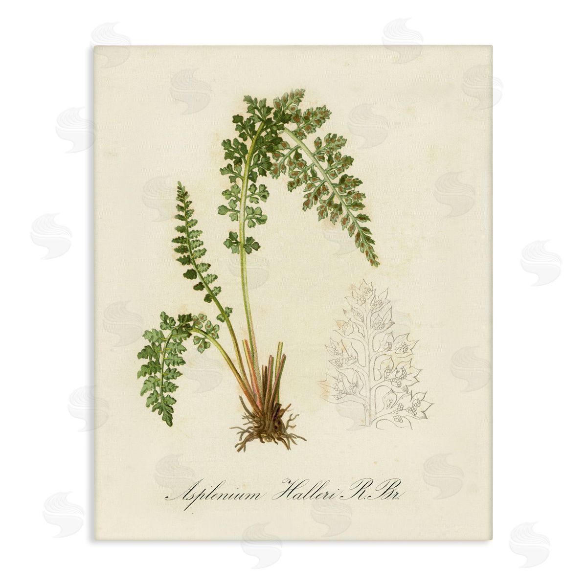 Scientific Fern Study Canvas Wall Art, Home Decor by Tina Higgins Designs, Inc.