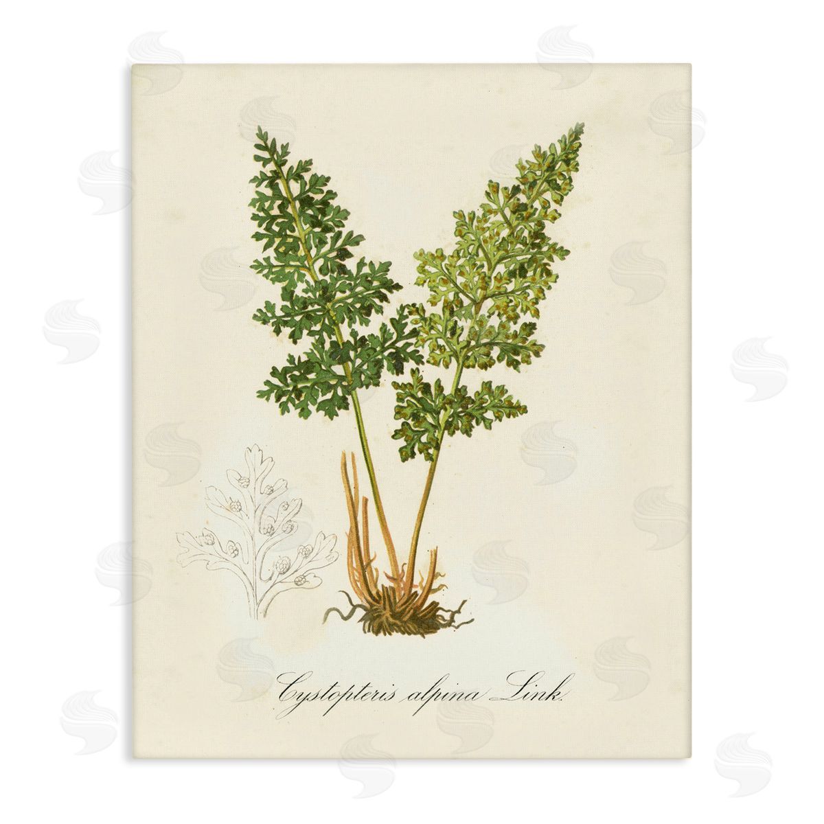 Biological Plant Study Canvas Wall Art, Home Decor by Tina Higgins Designs, Inc.