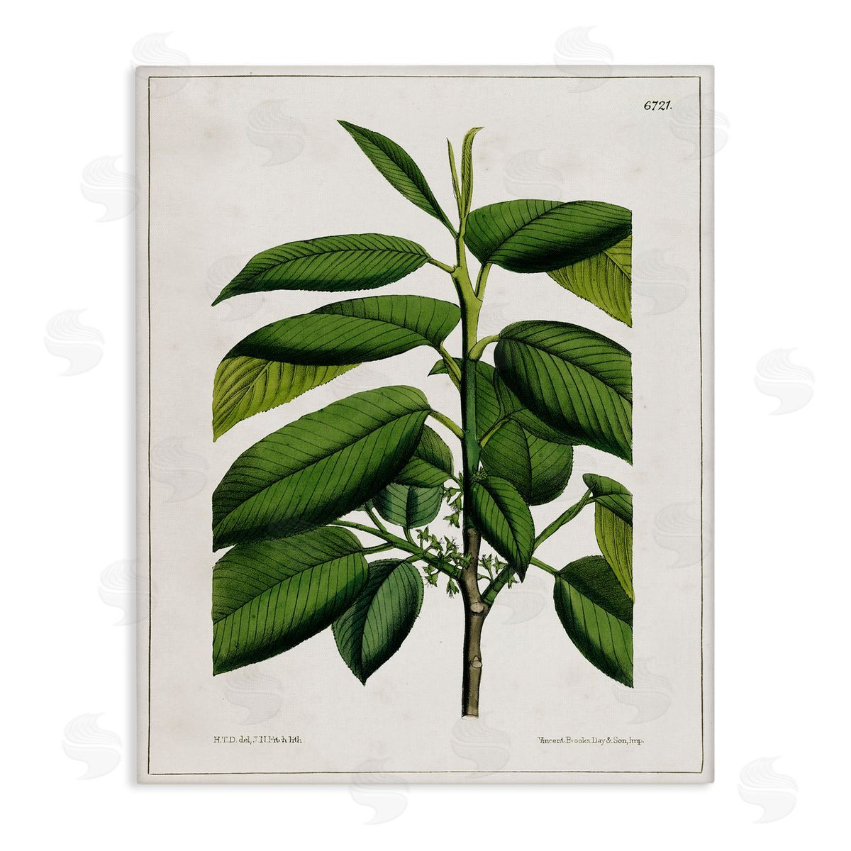Scientific Woodland Plant Canvas Wall Art, Home Decor by Tina Higgins Designs, Inc.