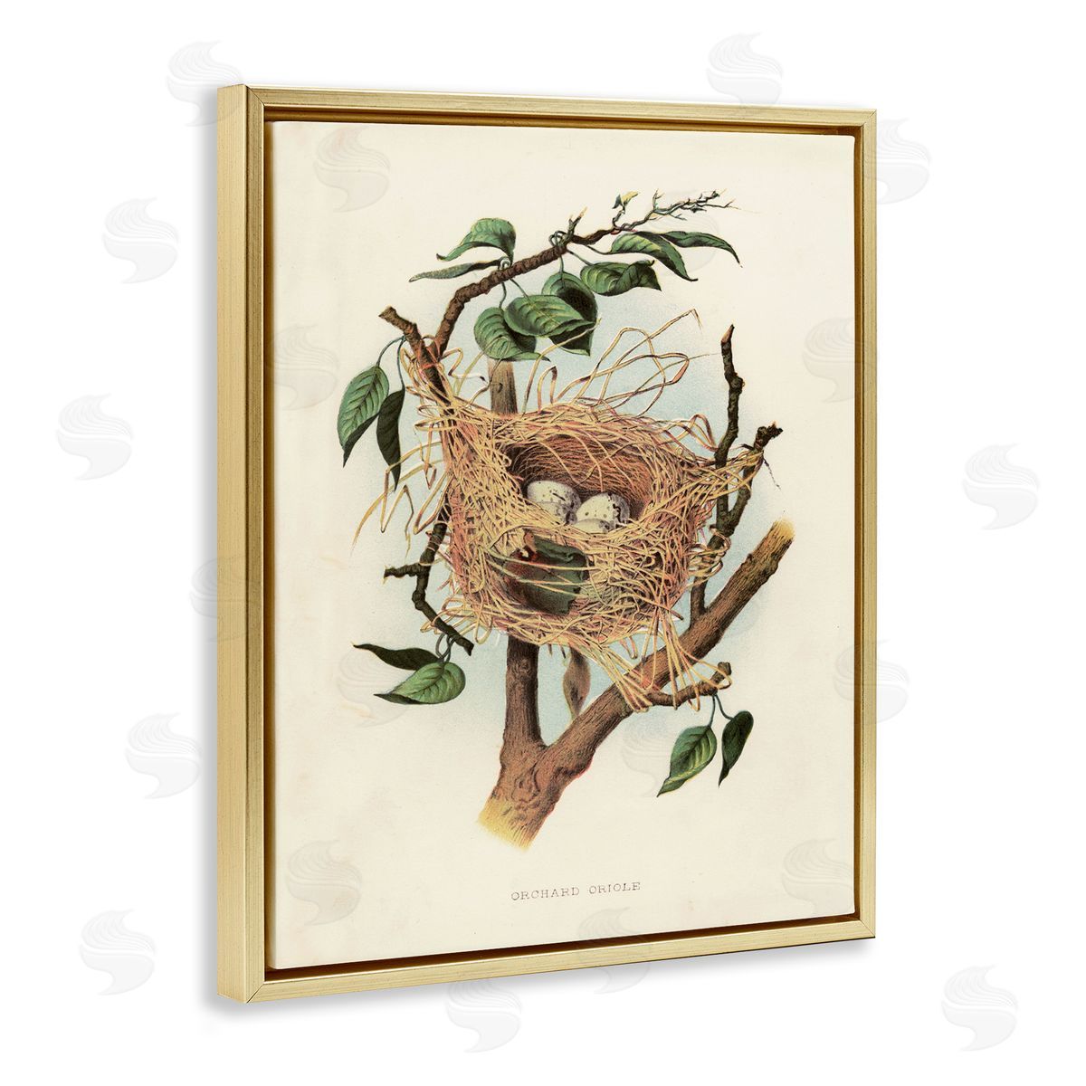 Eggs in Birdnest Study Gold Floating Frame Canvas Wall Art, Home Decor by Tina Higgins Designs, Inc.